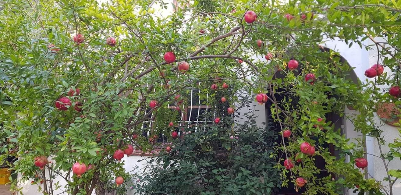 Ferienwohnung Il Giardino Di Frafa Quartu SantʼElena Exterior foto